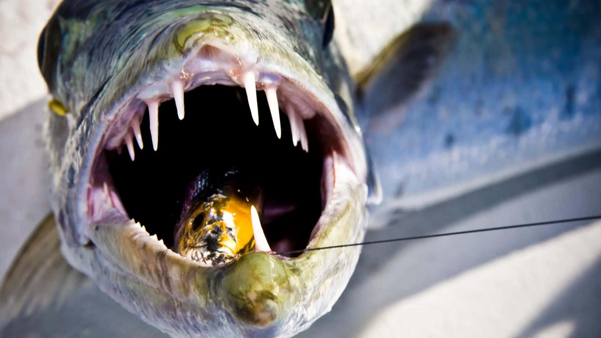 Smidig Svømmer Av Havet - Barracuda Bakgrunnsbildet