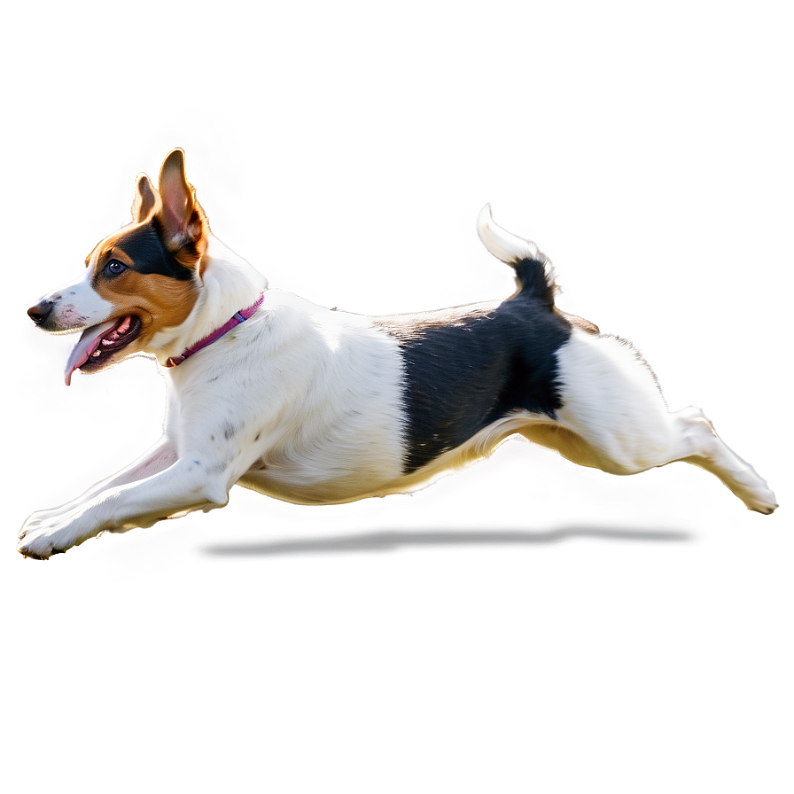 Agility Dog Running Png 06132024 PNG