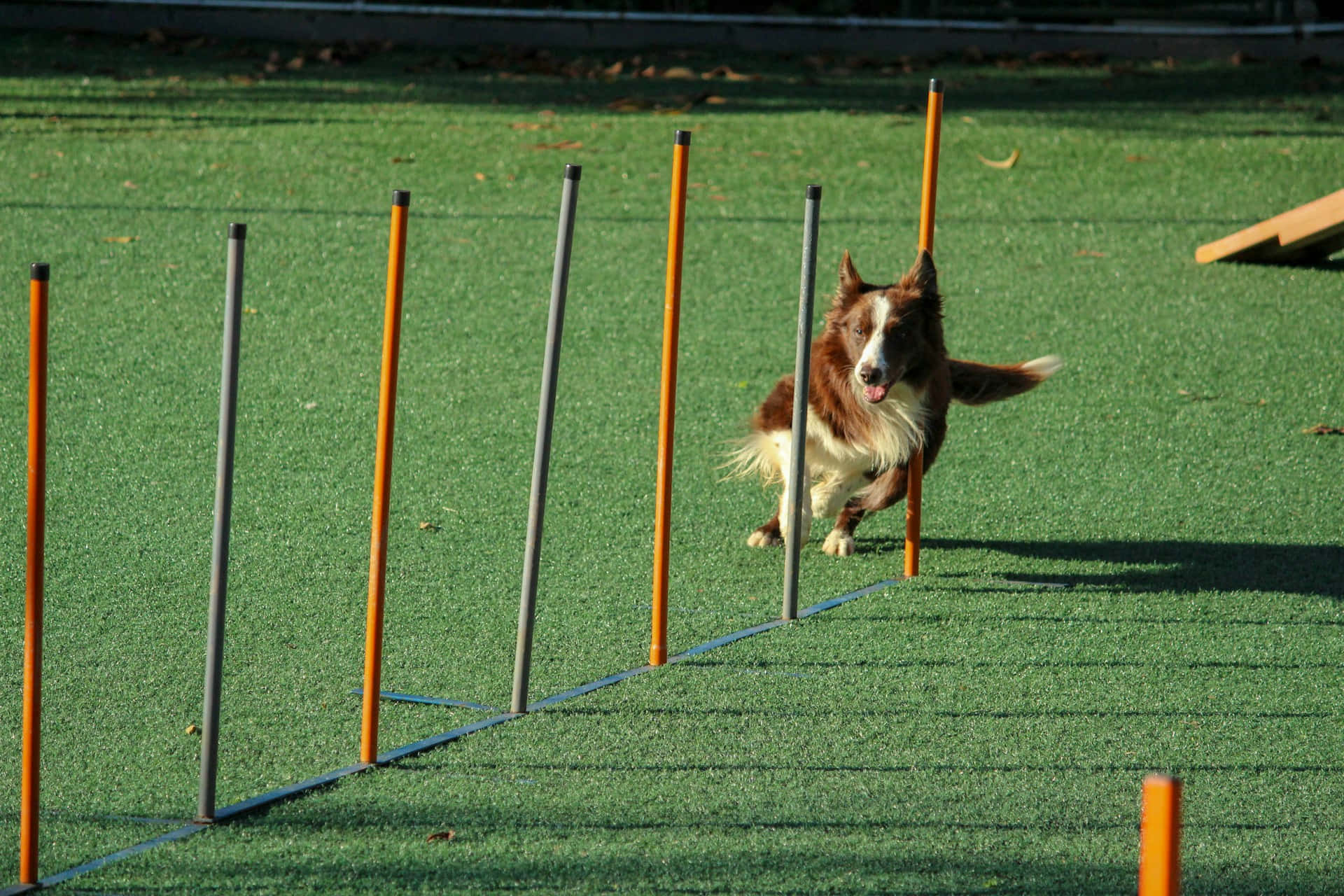 Agility Training Bruine Hond Slalom Achtergrond