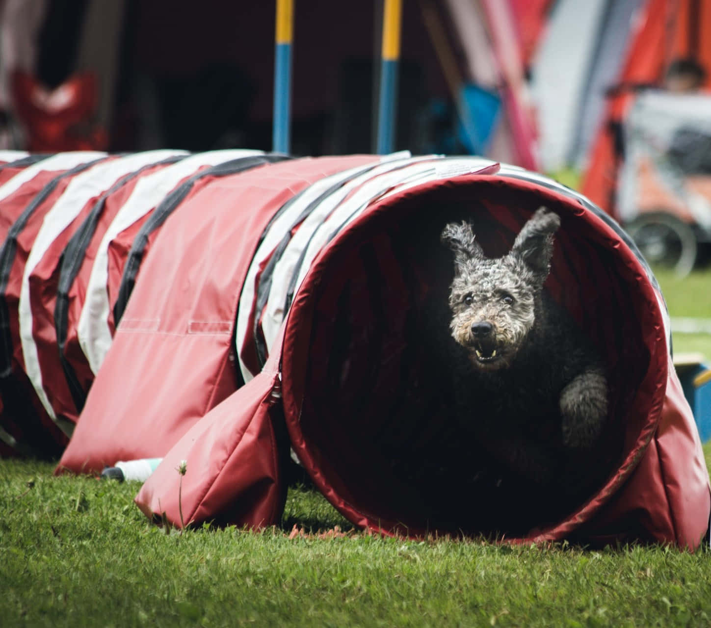 Chien D'agilité Sortant D'un Tunnel Fond d'écran