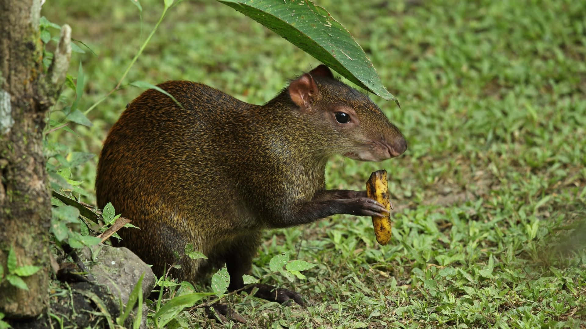 Agouti Eating Fruit Under Leaf Shelter Wallpaper