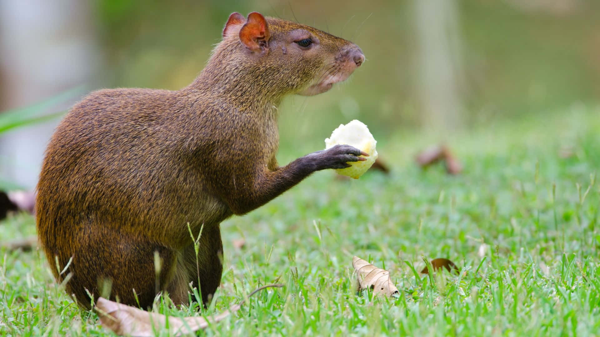 Agouti Eatingin Grass Wallpaper