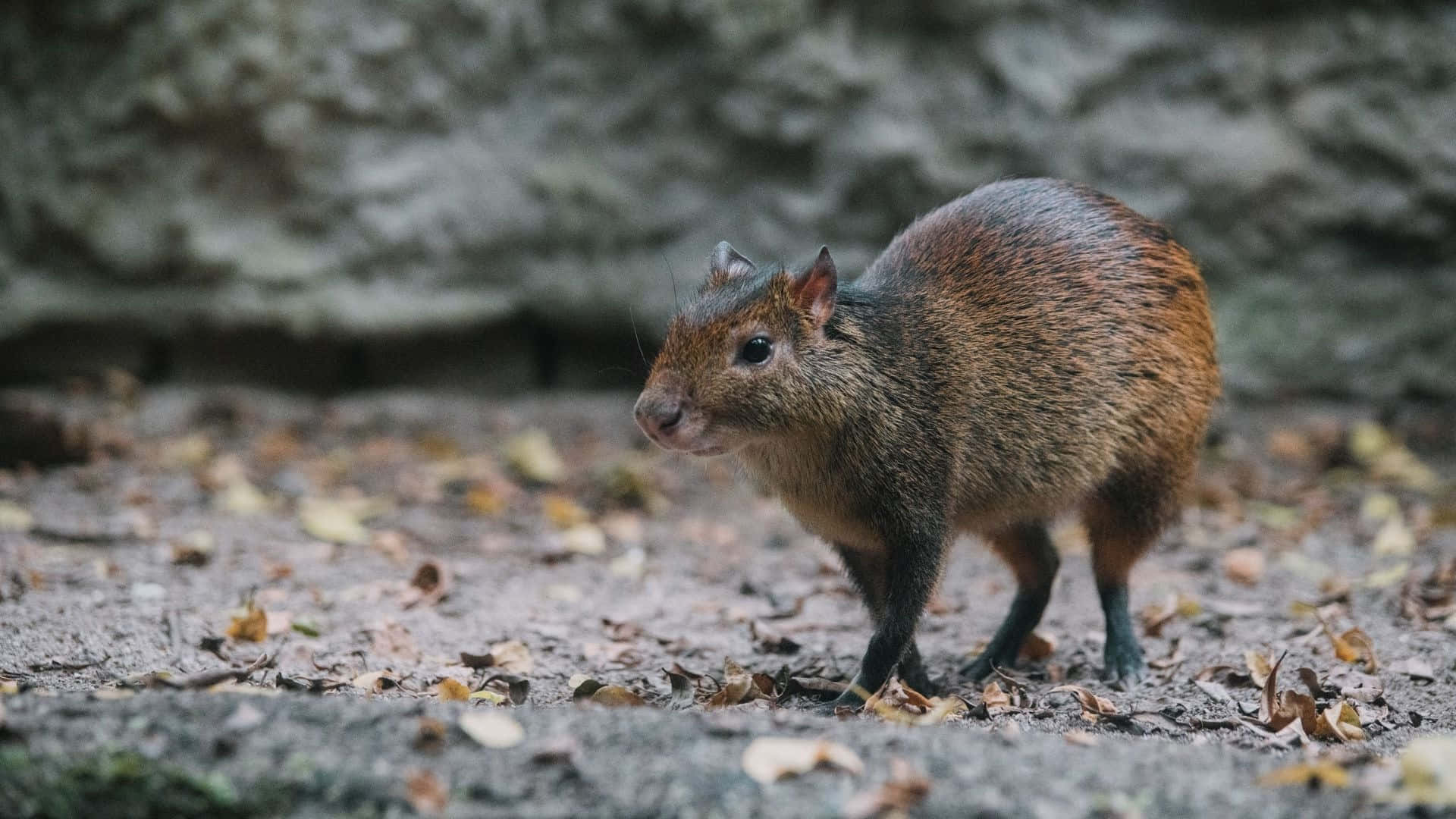 Agouti In Natuurlijke Habitat Achtergrond