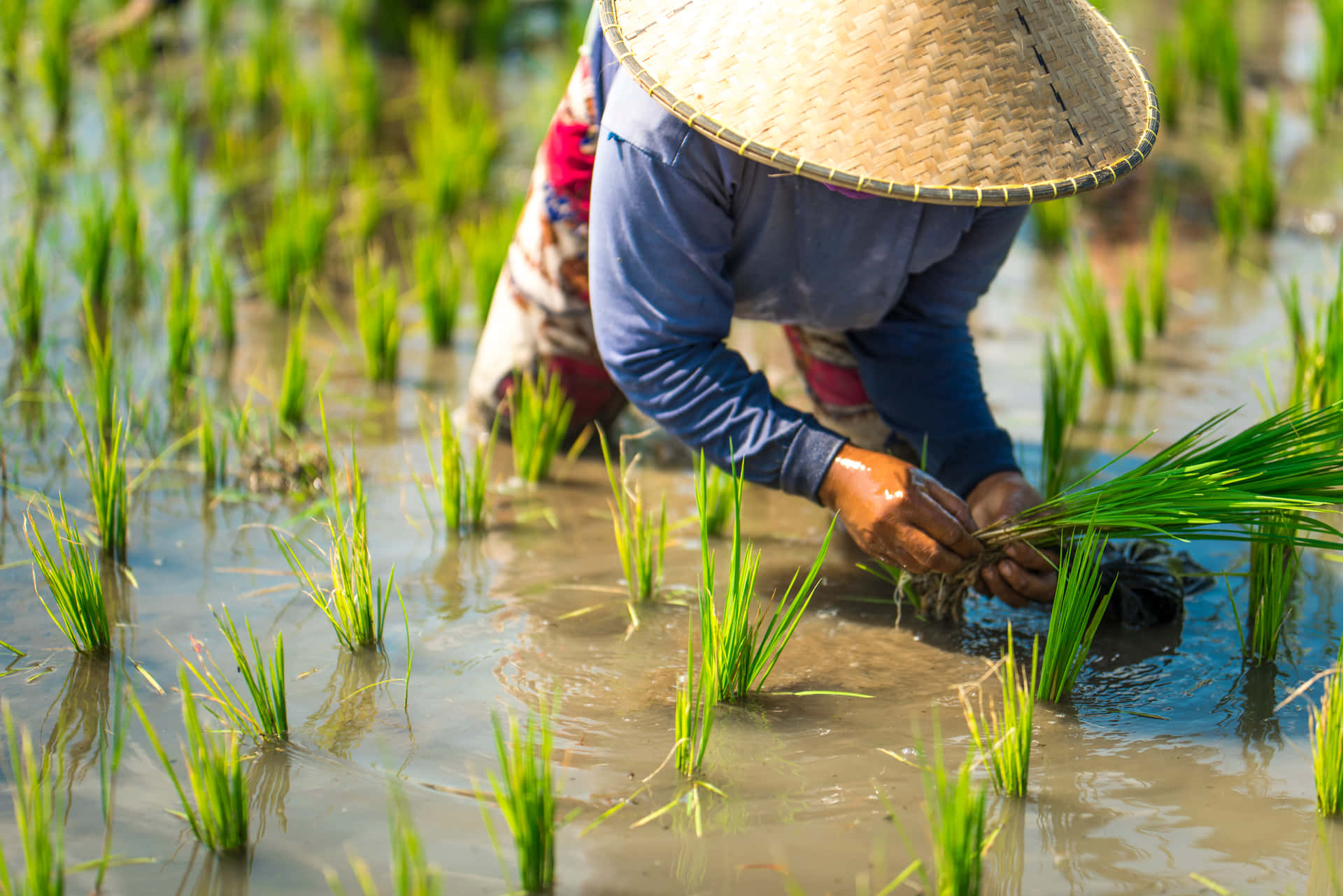 Agricoltoreche Lavora Diligentemente Nei Campi