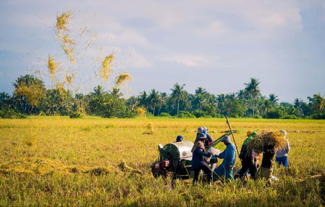 Agricoltoreche Lavora Nei Campi