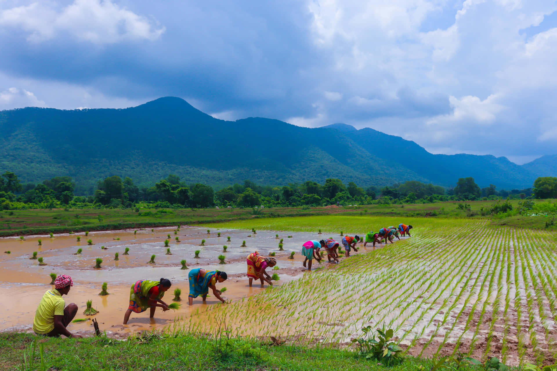 Agricoltoreche Si Prende Cura Dei Suoi Campi Nel Campo