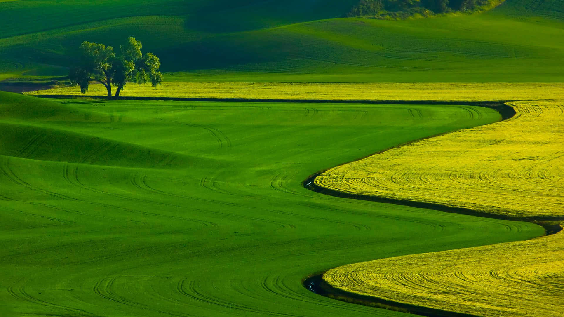 A Green Field With A Tree