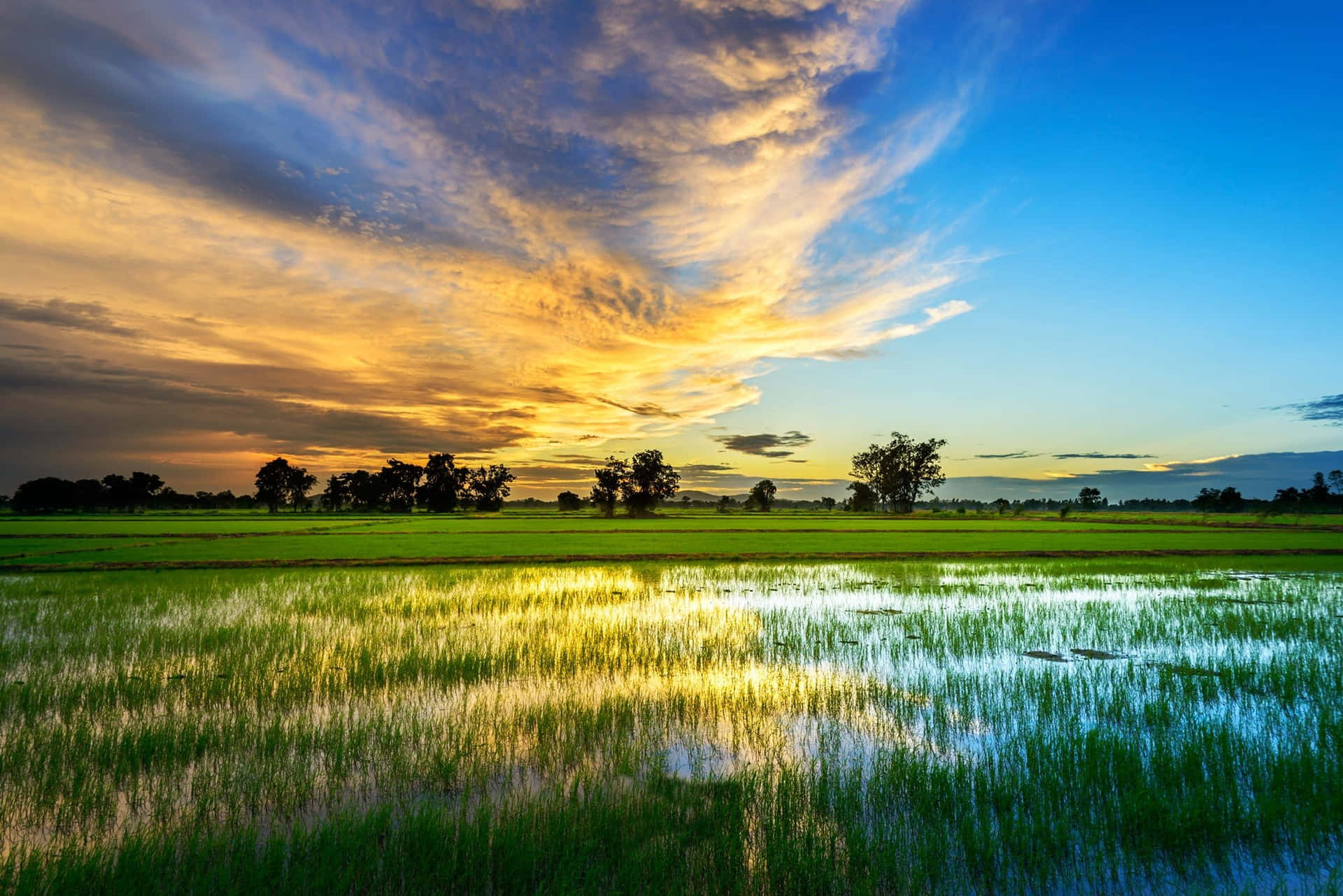A Field Of Rice With A Beautiful Sunset