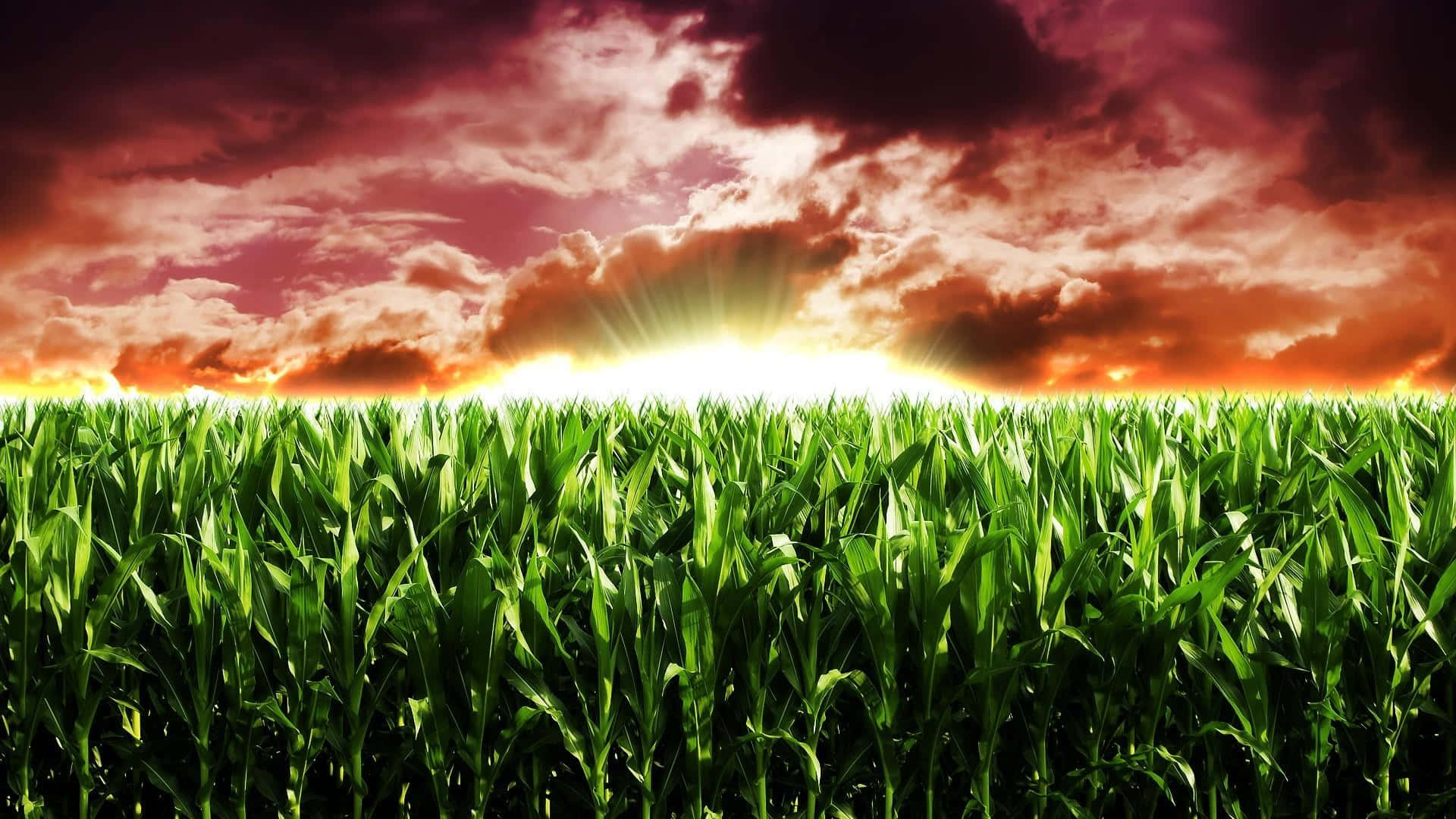 Fortschrittein Der Landwirtschaftlichen Technologie Revolutionieren Die Branche.