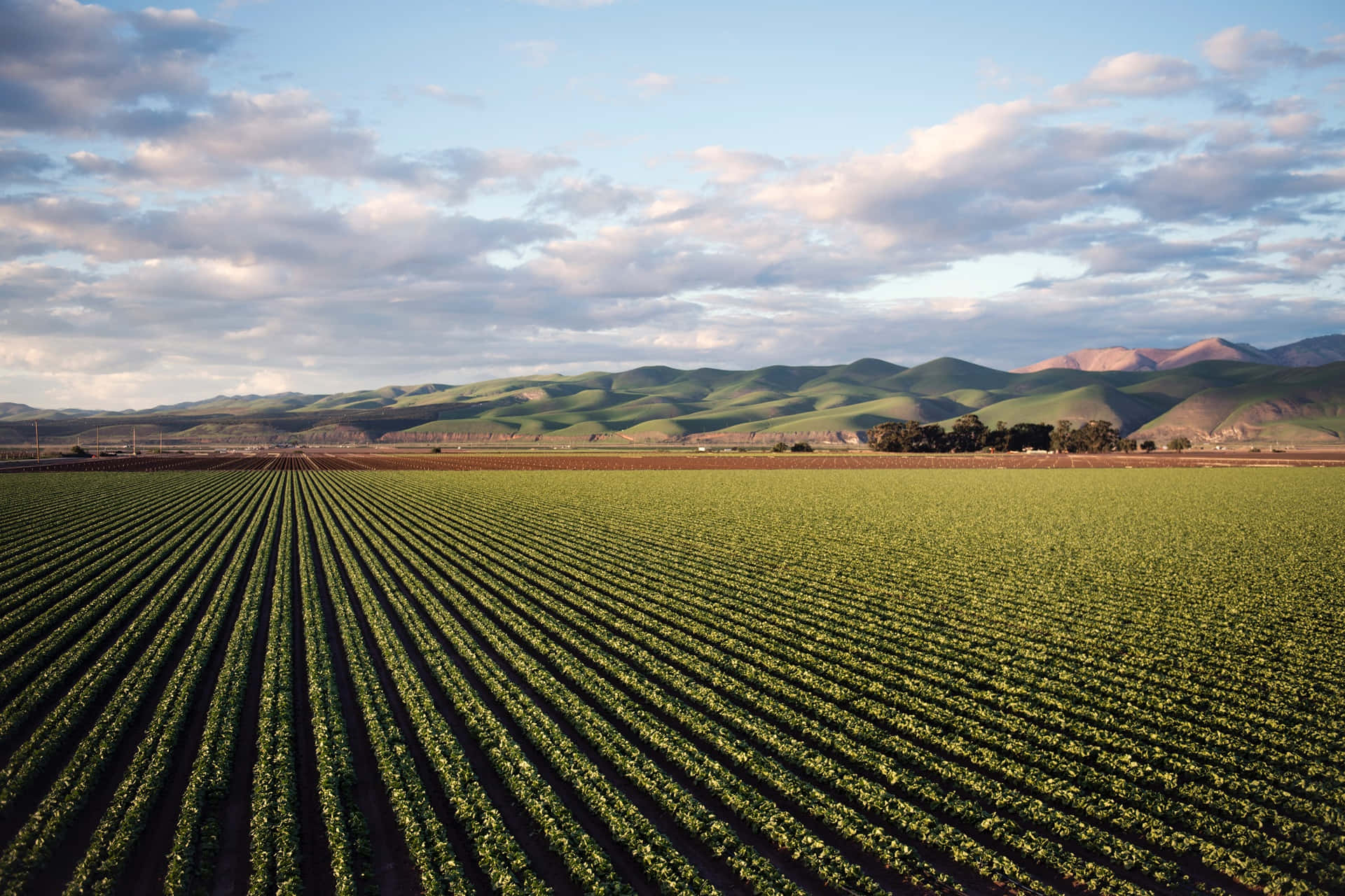 A Field Of Crops With Mountains In The Background
