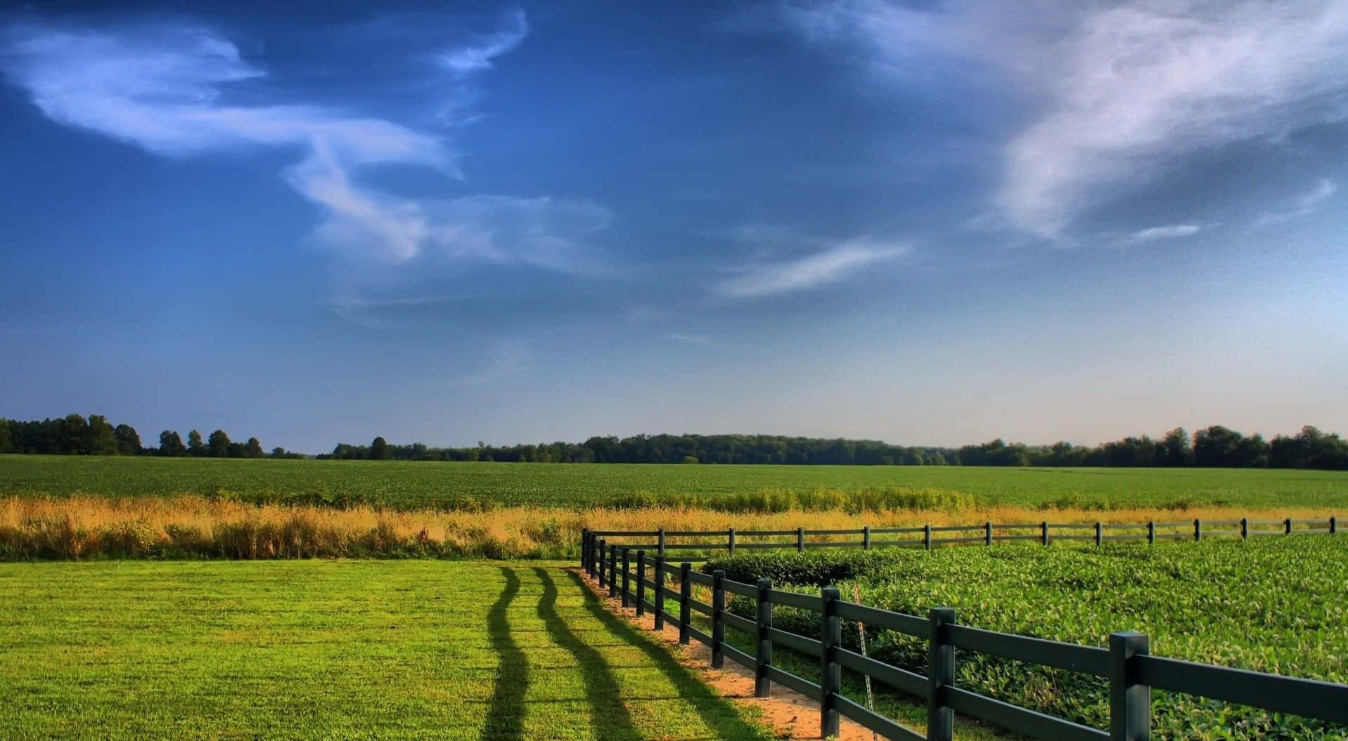 A Fence In The Field