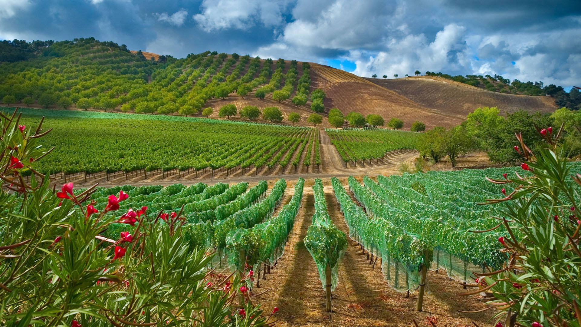 Agriculture Green Vineyard Wallpaper
