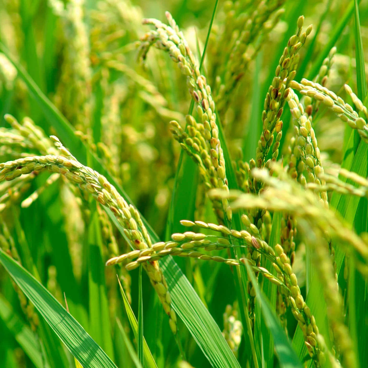 Einenahaufnahme Von Reispflanzen Auf Einem Feld