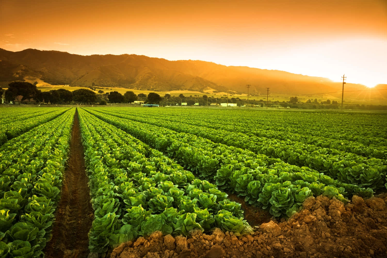 A Field Of Lettuce With Mountains In The Background