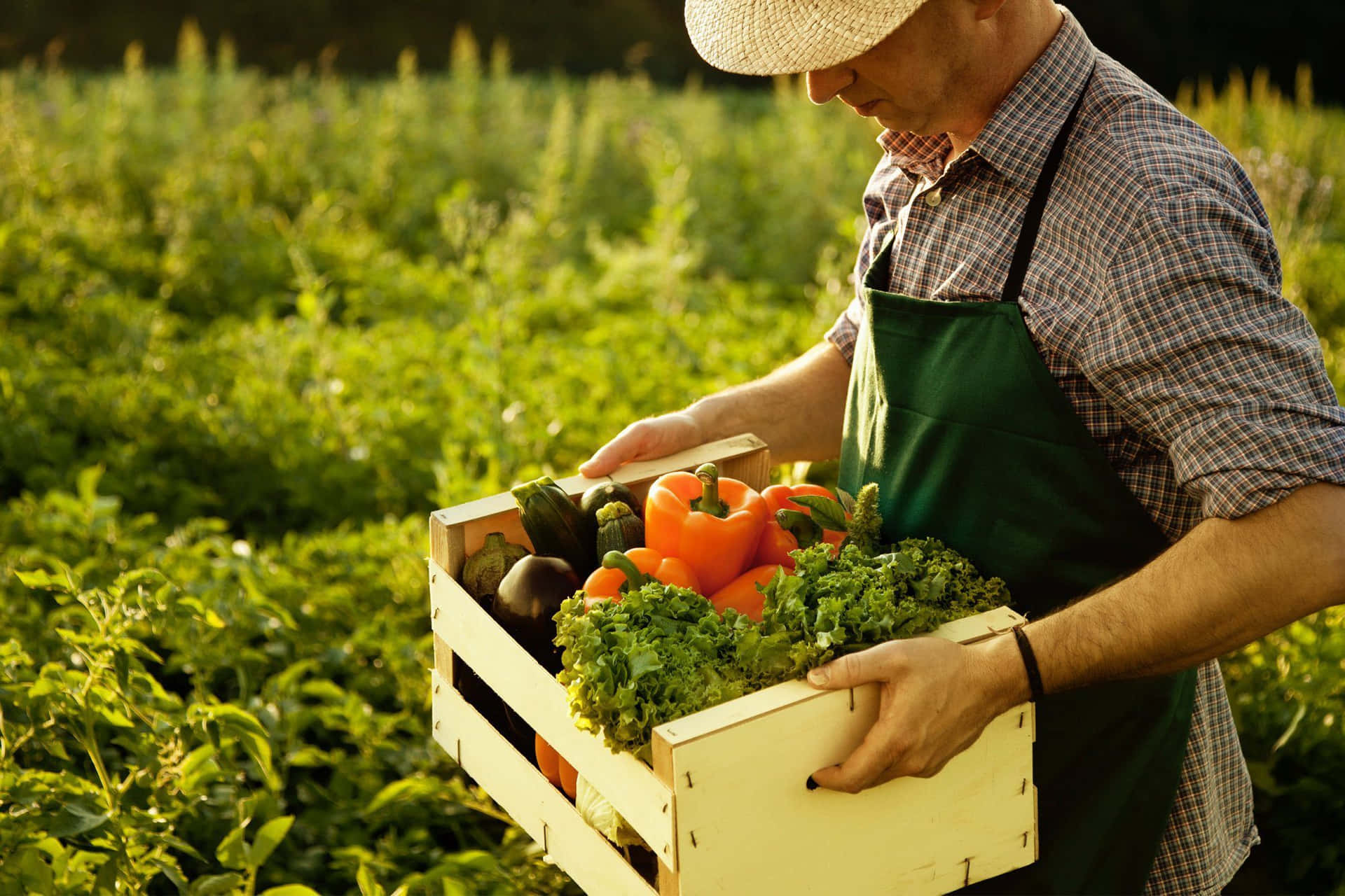 A Man Holding A Box Of Vegetables In A Field