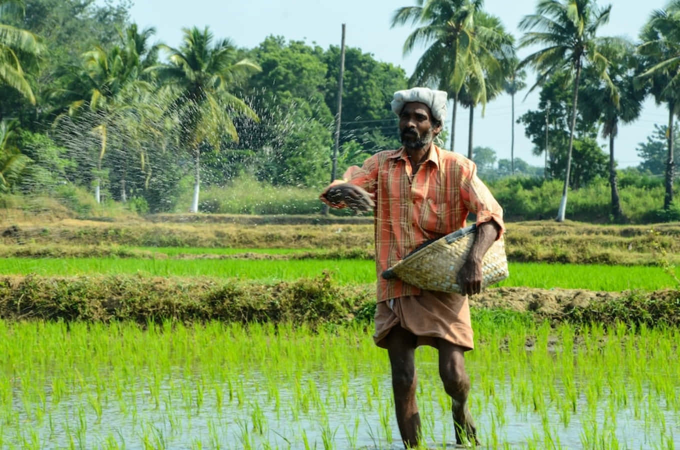 A Man In A Paddy Field With A Basket