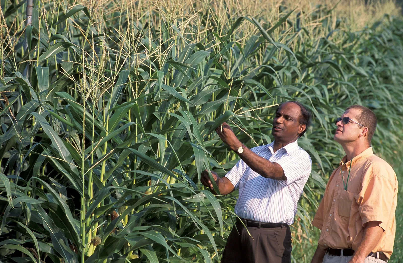 Two Men Standing In A Field Looking At Corn