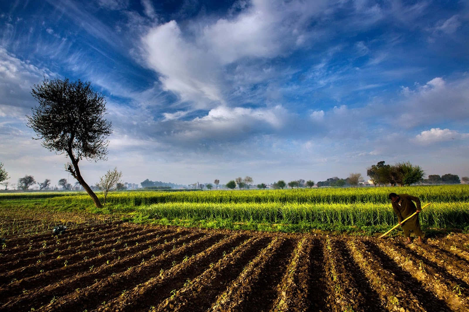 agriculture field wallpaper