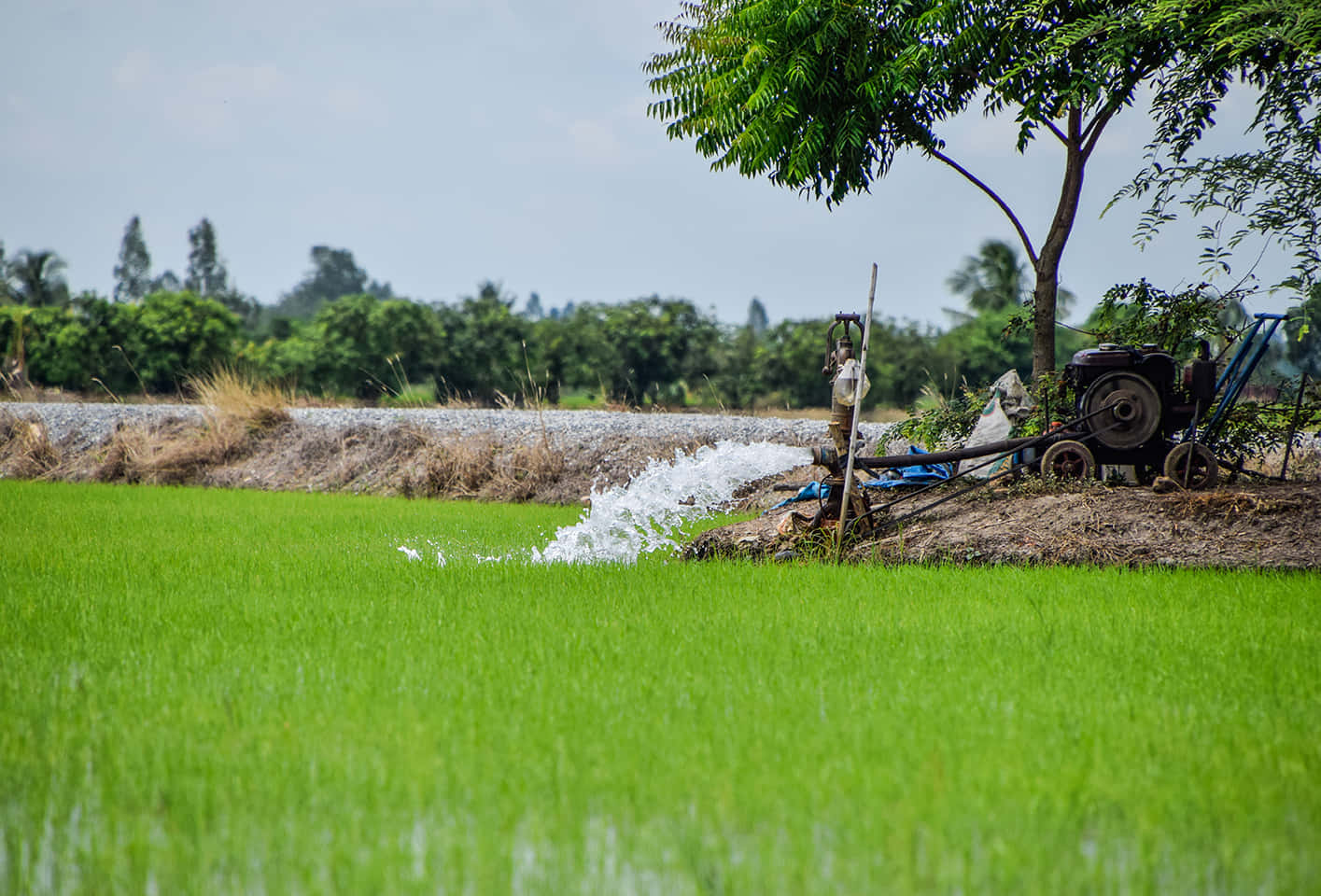 Untrattore Sta Spruzzando Acqua Su Un Campo Di Riso.