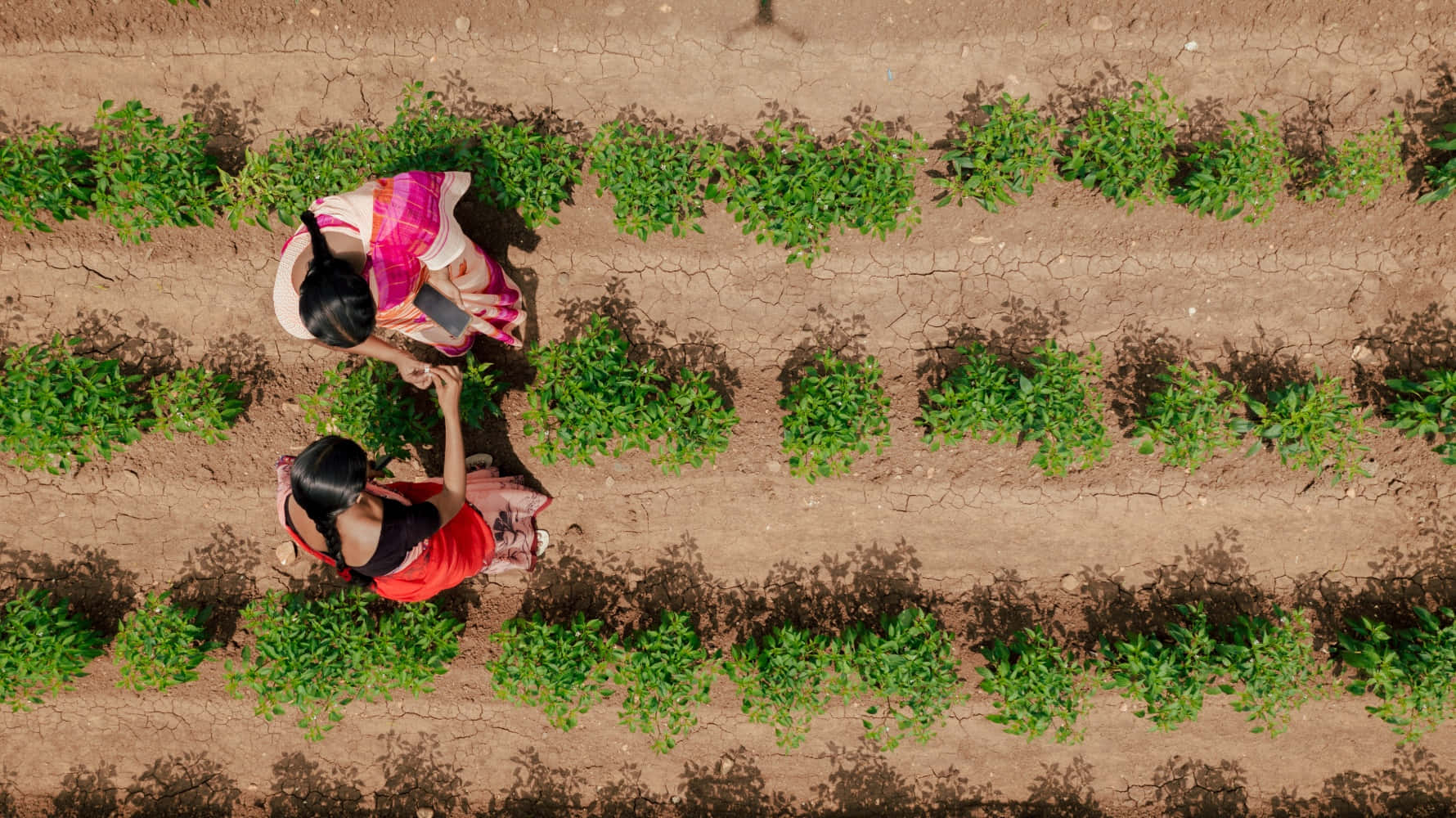 Two Women Picking Green Beans In A Field