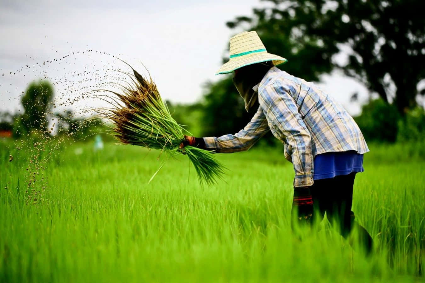 A Man Is Sprinkling Rice In A Field