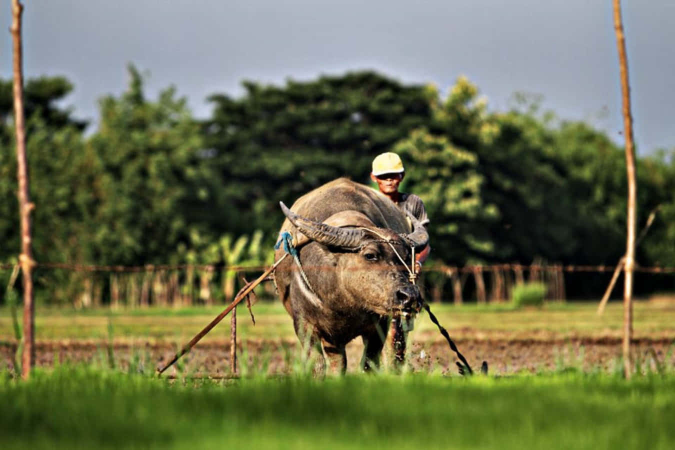 A Man Is Plows A Field With An Ox