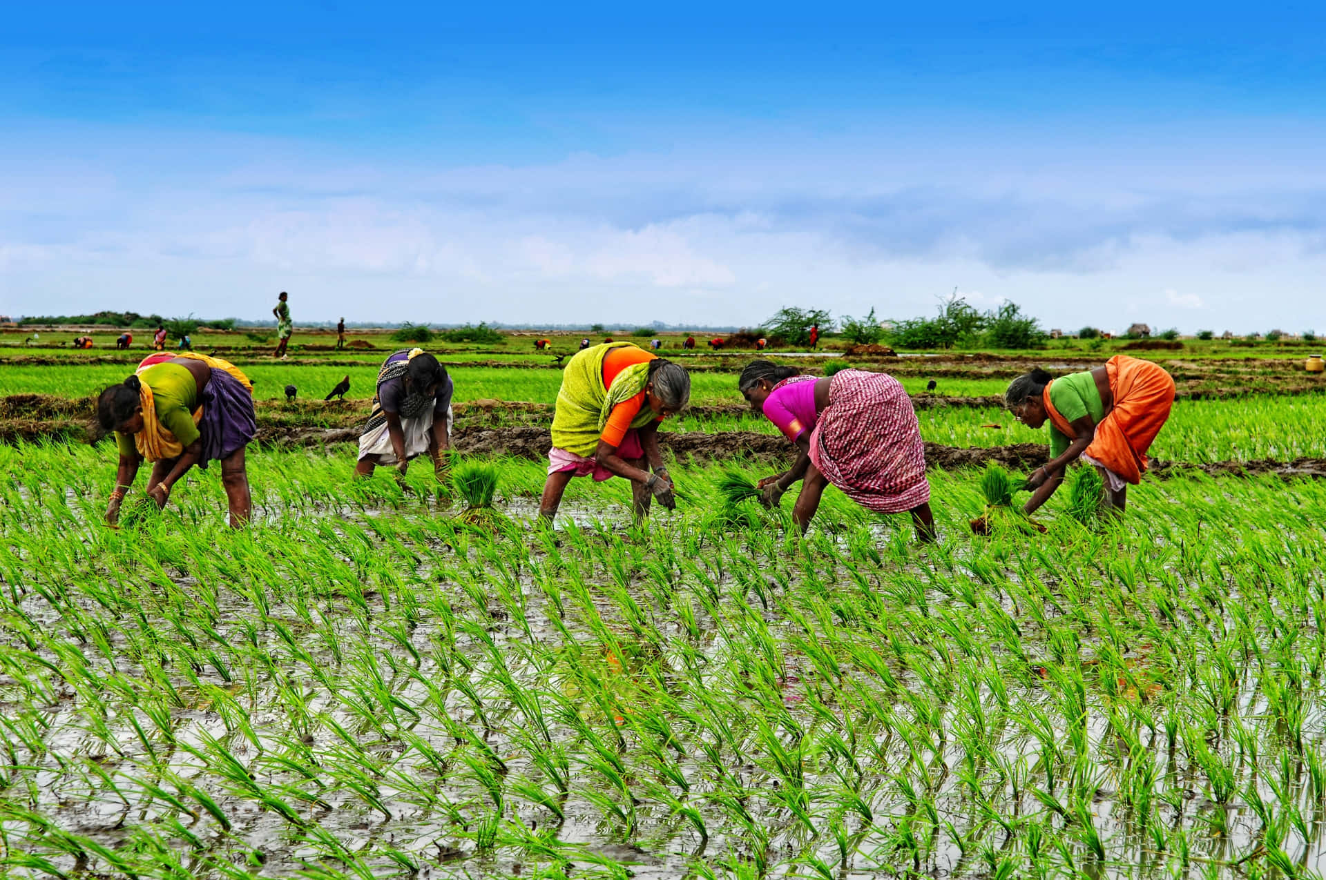 Women In A Field Of Rice