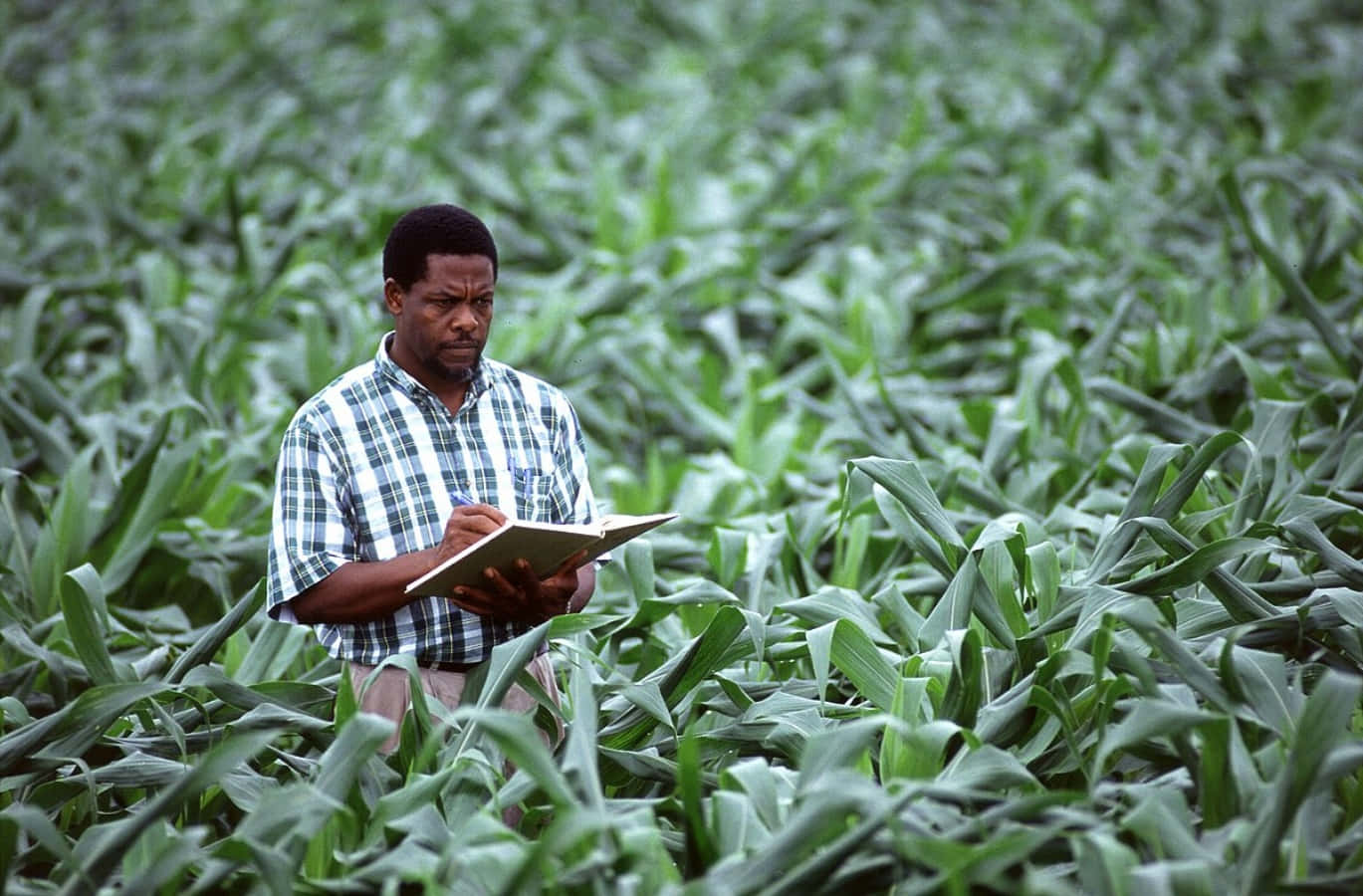 Agriculture Pictures