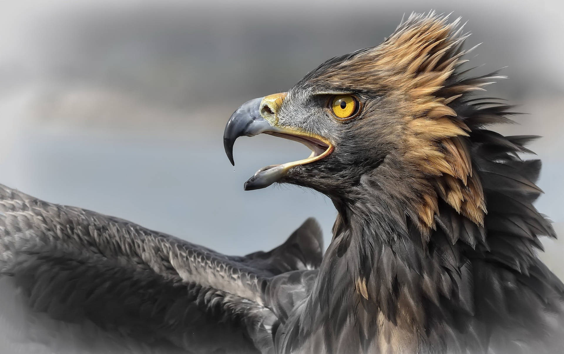 Aguila-fugl Mørkebrune Fjer Tapet Wallpaper