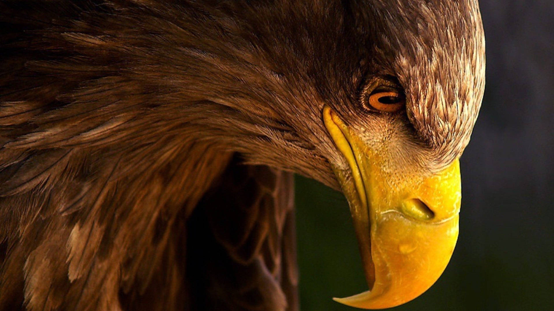 Aguila Bird Sharp Yellow Beak Wallpaper