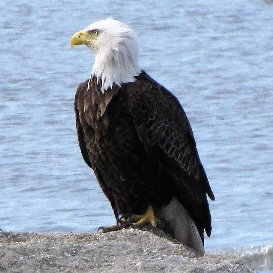 Aguila Bird Spotted On Sea Rock Wallpaper