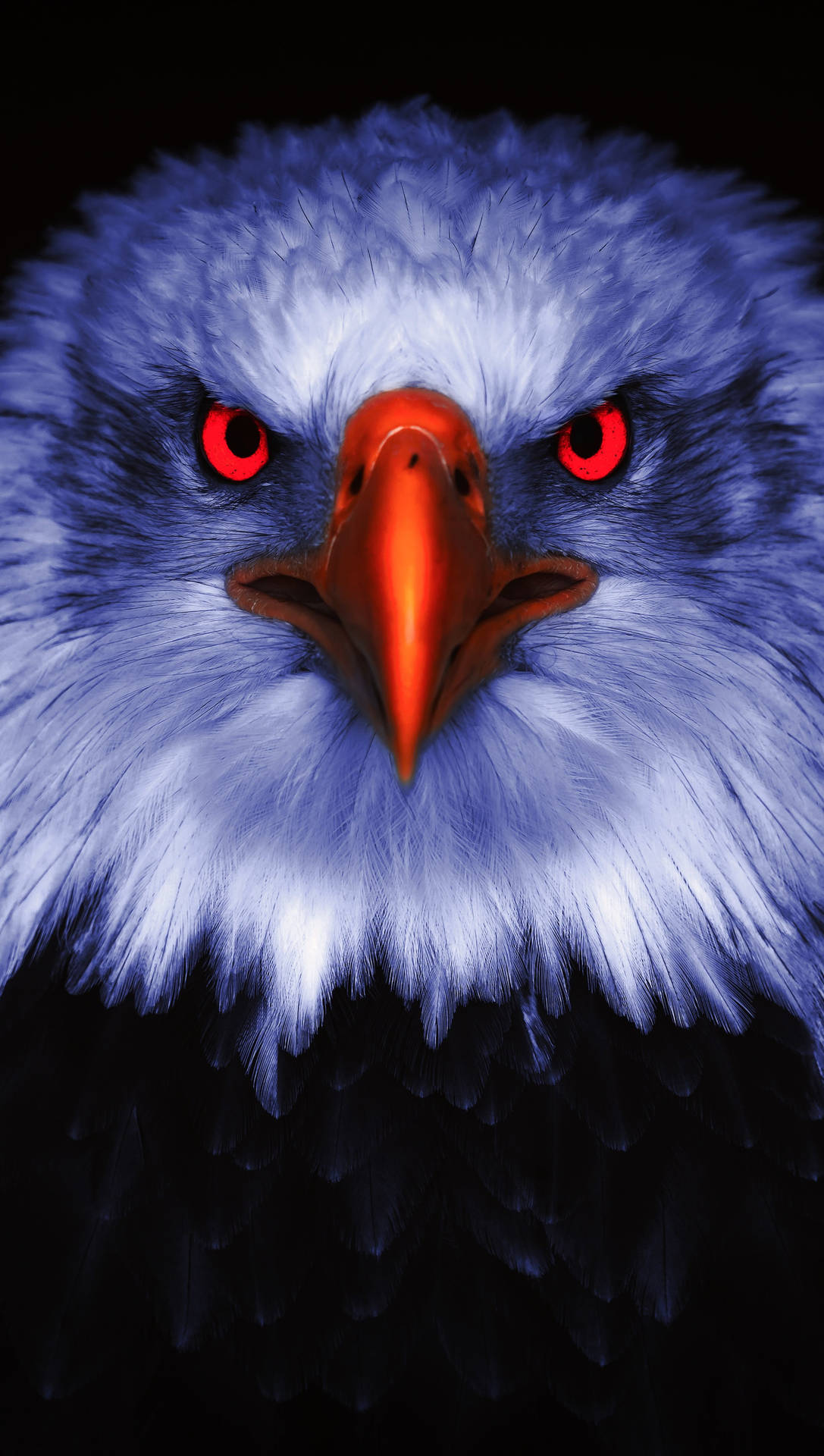 Aguilavogel Lebhafte Augen Portrait Wallpaper