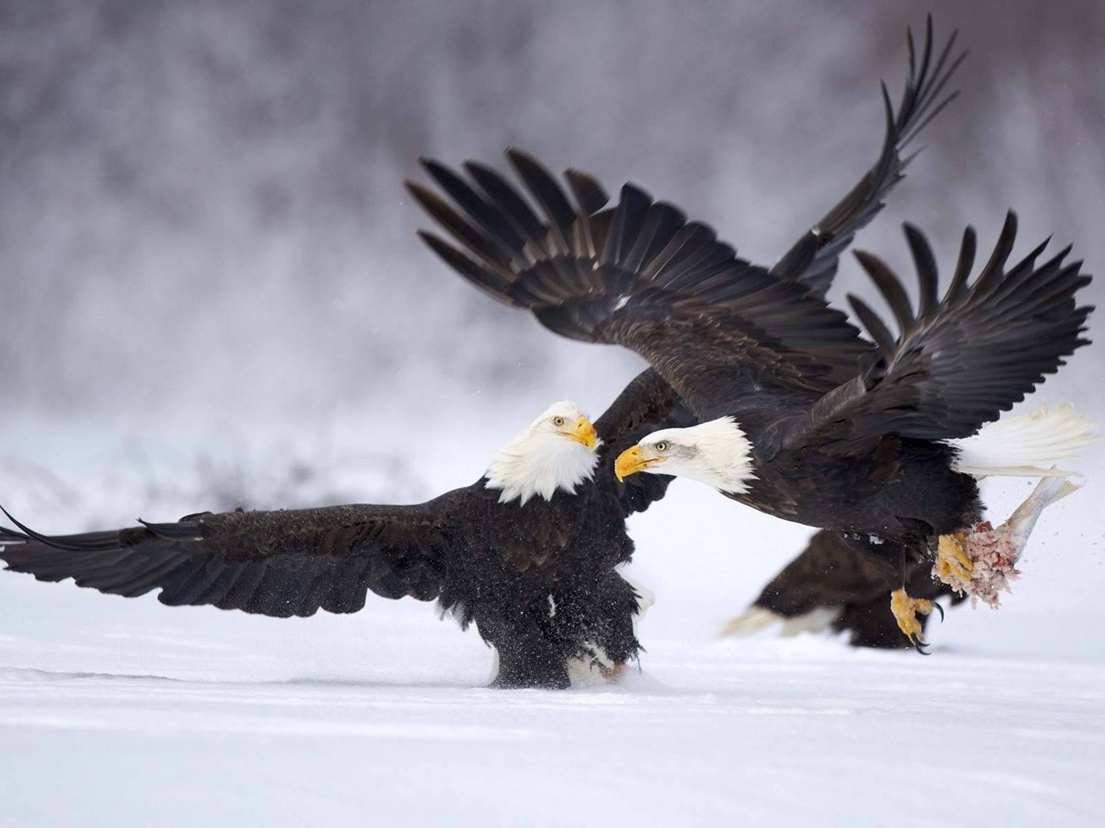 Aguila Birds Gliding On Snow Wallpaper