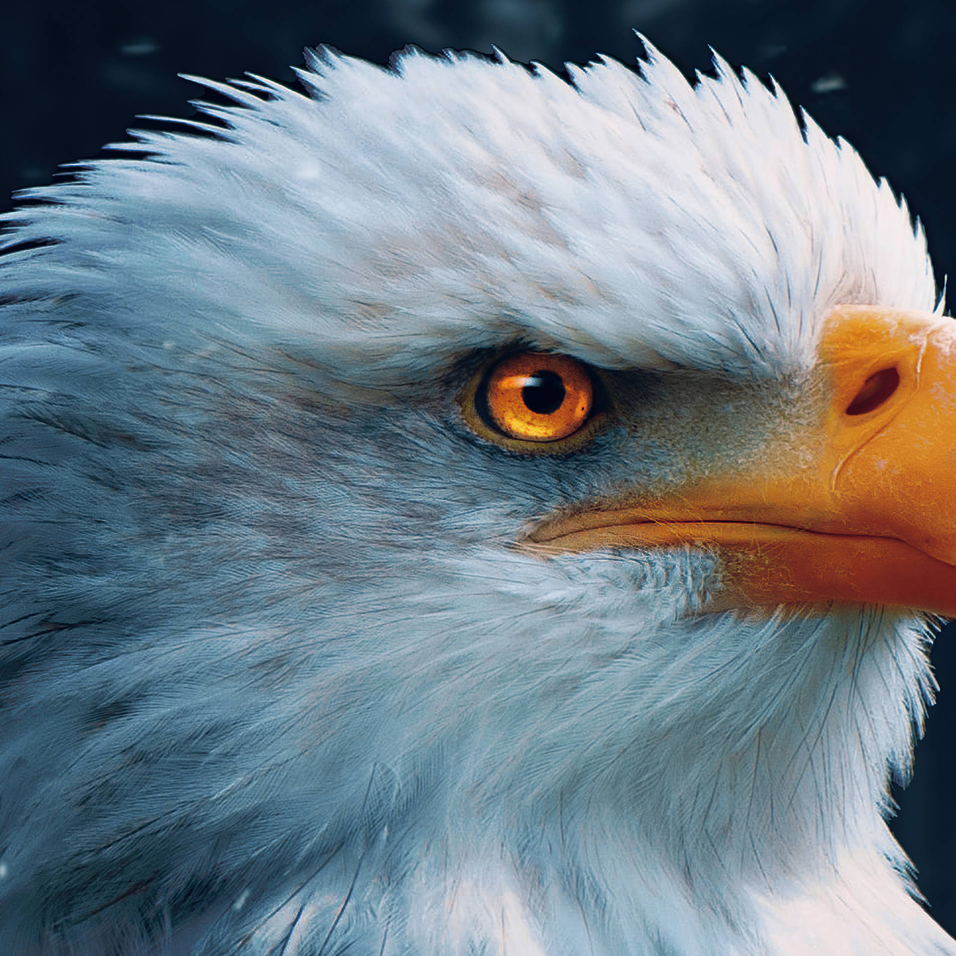 Aguila Close-Up Golden Eyes Wallpaper