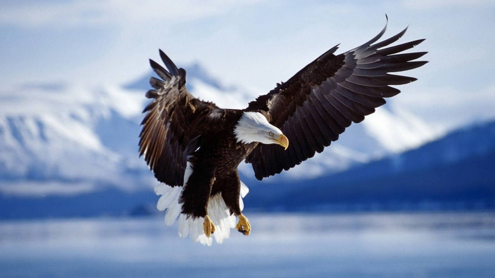 Aguila Kristede Vinger På Antarktis himlen. Wallpaper
