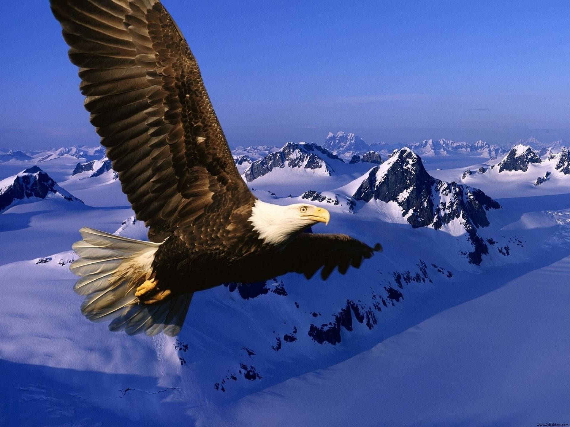 Aguila flyver over sneklædte bjerge Wallpaper