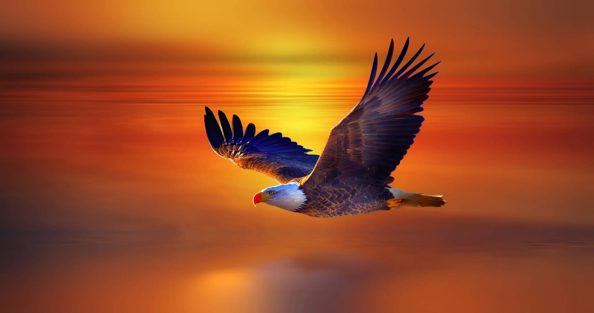 Aguila Flying Over The Sunset Seas Wallpaper
