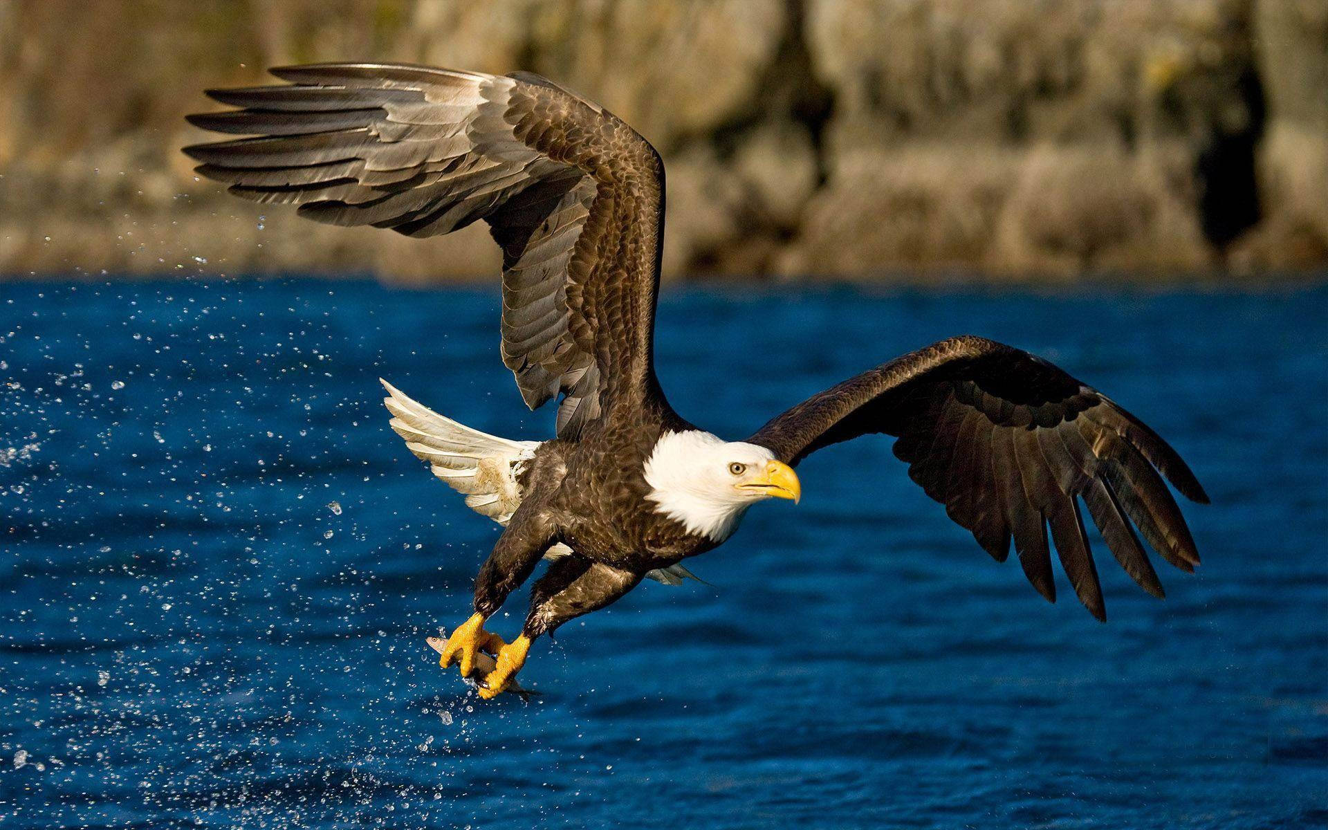 Aguila Spreading Wings Gliding Above Sea Wallpaper