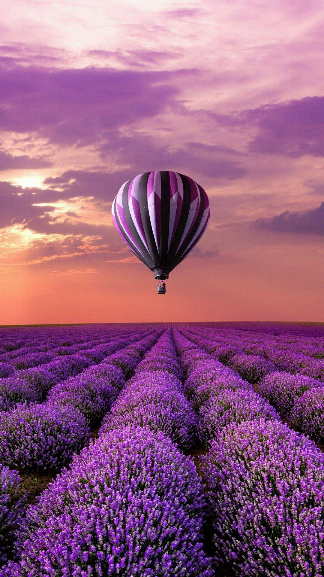Heißluftballonüber Lavendelfeld Neues Handy Wallpaper
