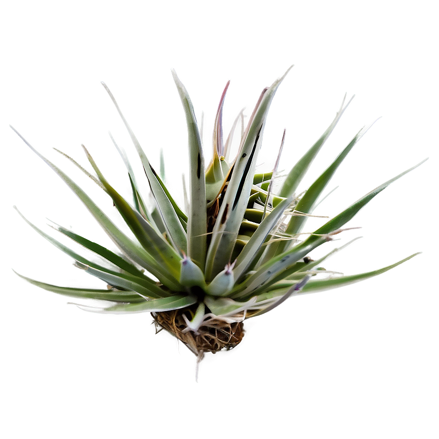 Air Plant Png 24 PNG