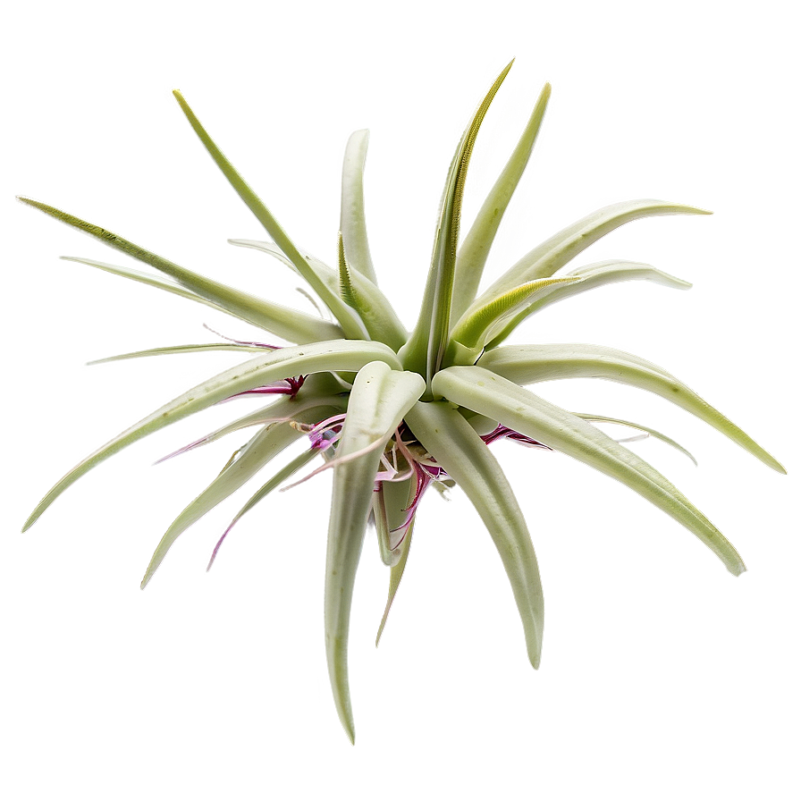 Air Plant Png 94 PNG