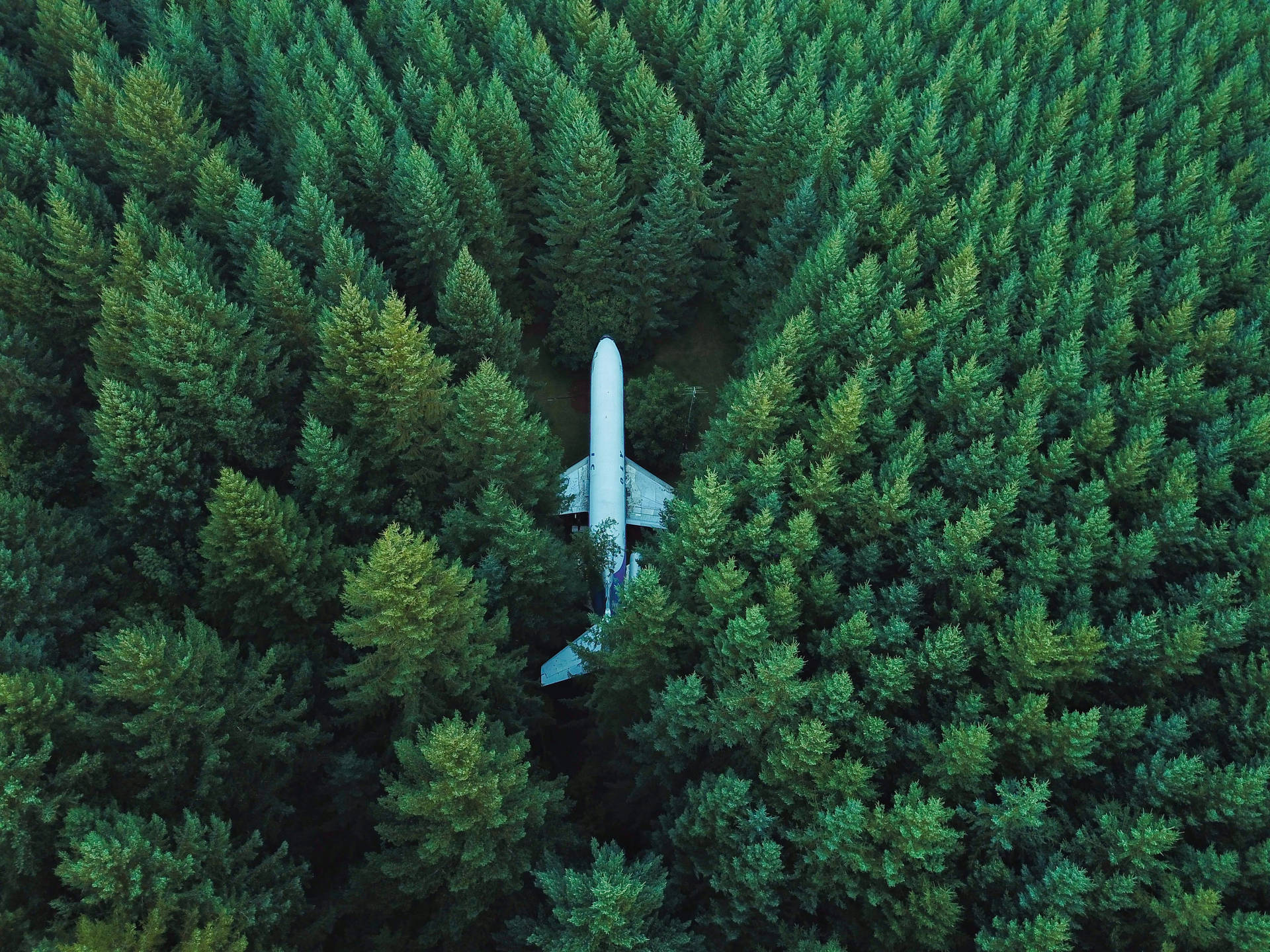 Airplane In Forest