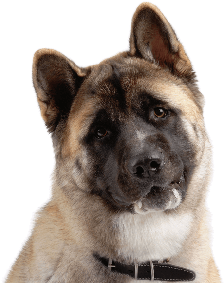 Download Akita Inu Portrait | Wallpapers.com