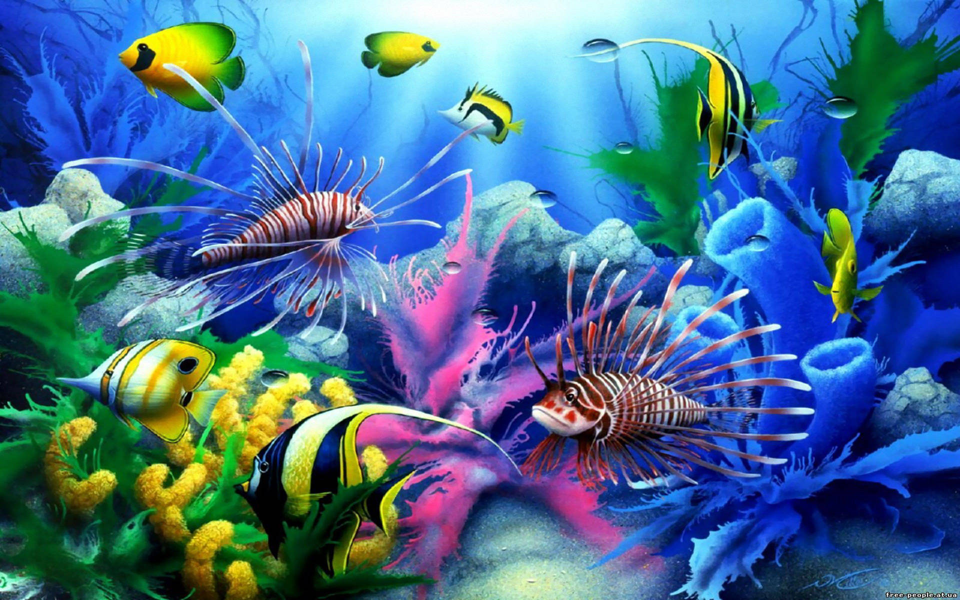 Akvarium Cool Fisk Wallpaper