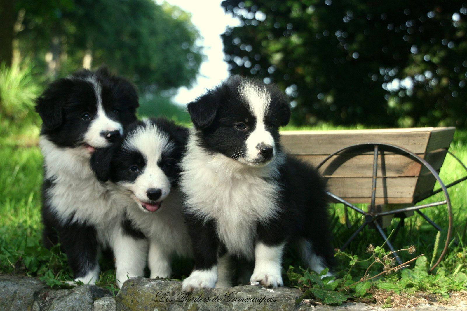 Alarmed Black and White Border Collie Puppy with Siblings Wallpaper