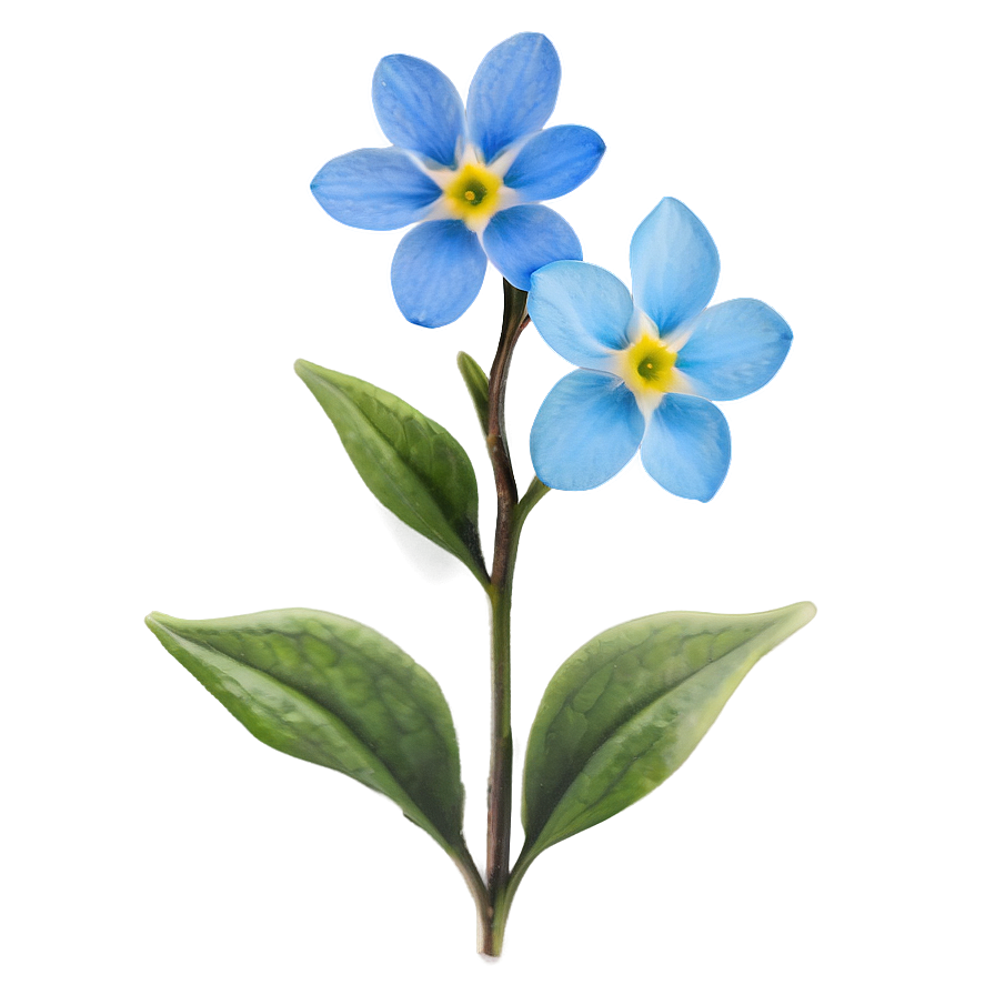 Alaska State Flower - Forget Me Not Png 05242024 PNG