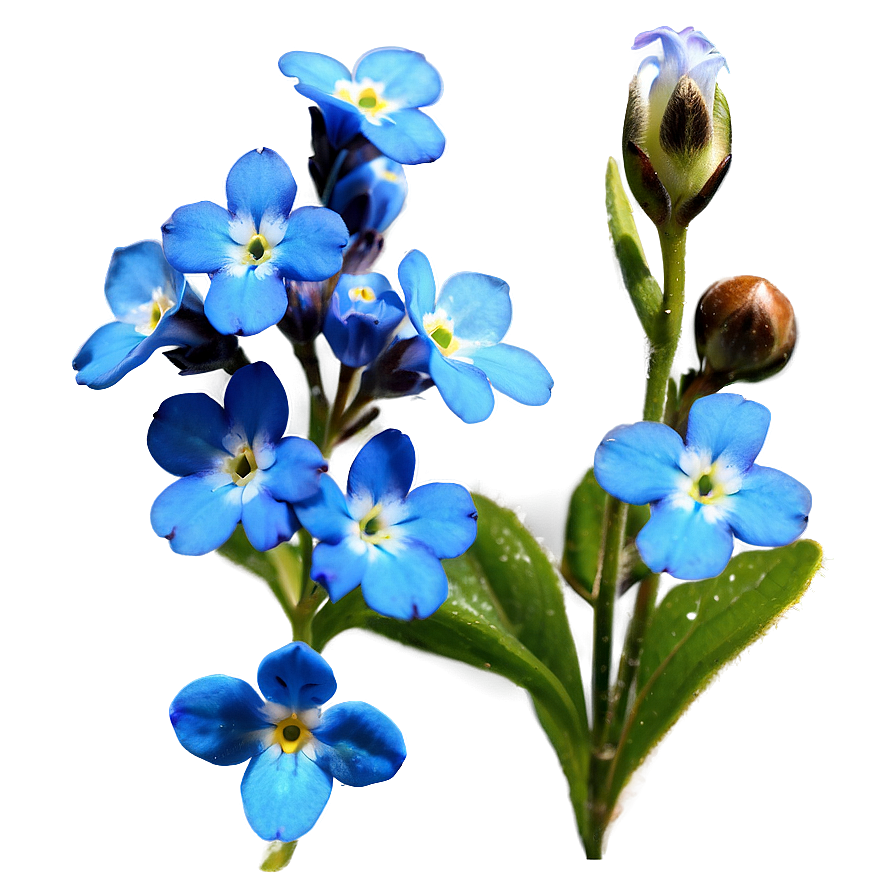 Alaska State Flower - Forget Me Not Png 05242024 PNG