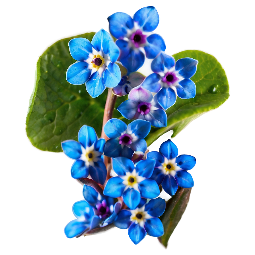 Alaska State Flower - Forget Me Not Png 20 PNG