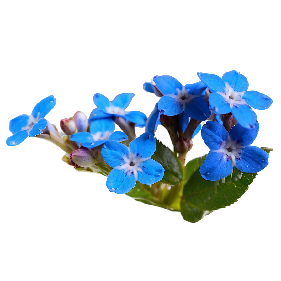 Alaska State Flower - Forget Me Not Png Ddp PNG