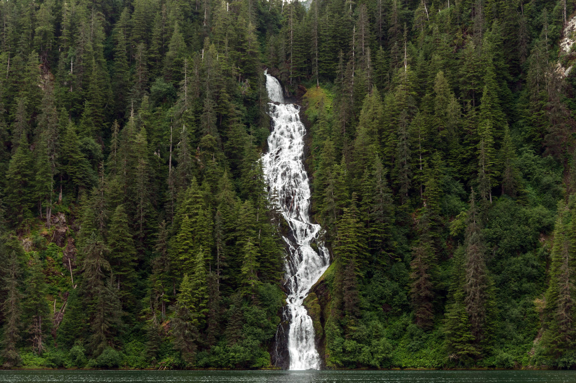 Mystical Alaska Temperate Rainforest Wallpaper